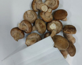 [동인농원]생표고버섯 상품 700g